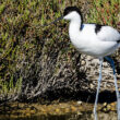Avocette élégante